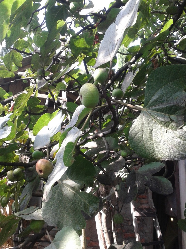 20140820_100732