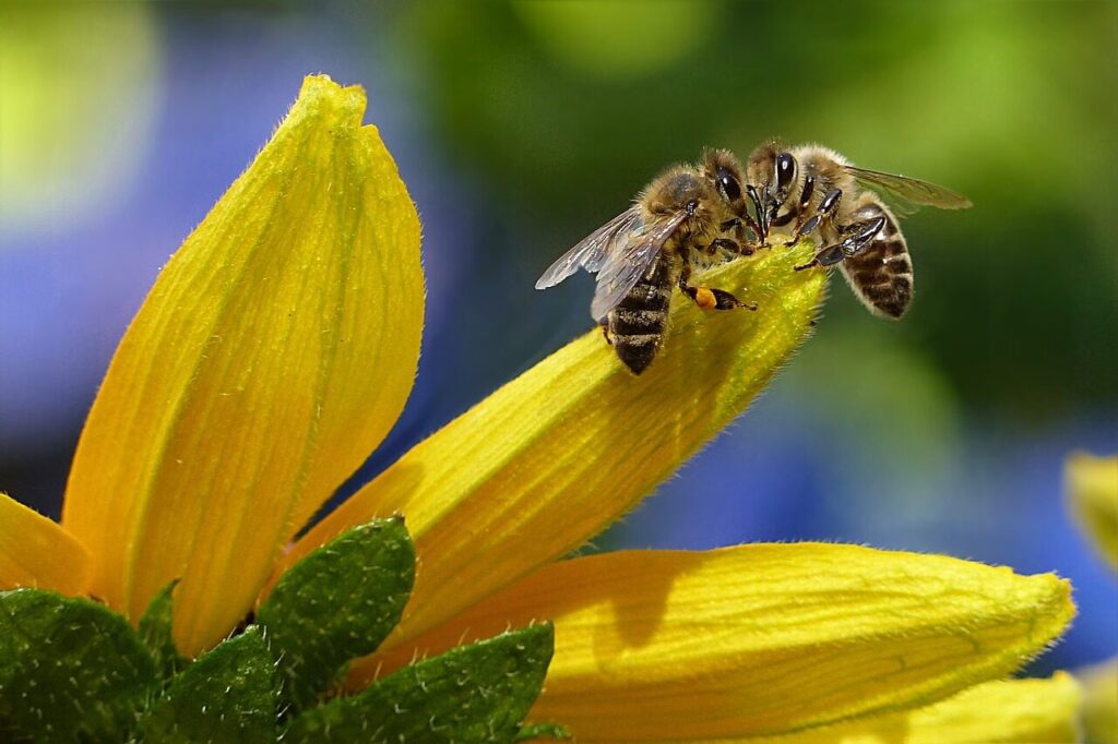 Zróbmy to dla pszczół – jak możemy pomagać im na co dzień bee, honey bee, nature, apis, flower background, insect, flower, flower wallpaper, beautiful flowers, garden