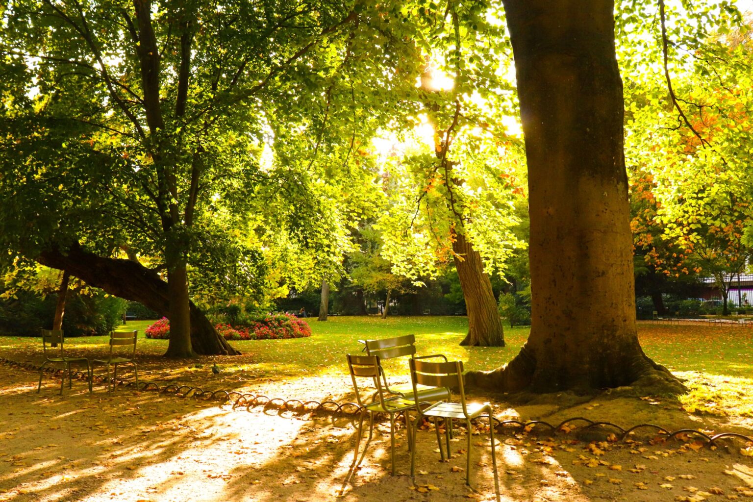 Park Brochowski – najstarszy park Wrocławia, labirynt grabowy i zielona enklawa na Brochowie park brochowski