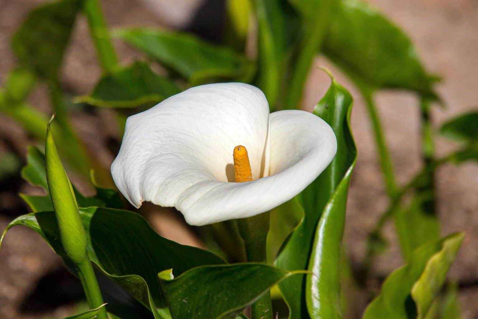 kalla